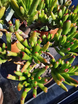 Crassula ovata "Gollum"