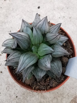 Haworthia atrofusca "Watermelon"