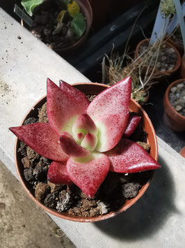Echeveria agavoides "Romeo"
