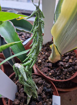 Ceropegia simonae "Green bizarre form"
