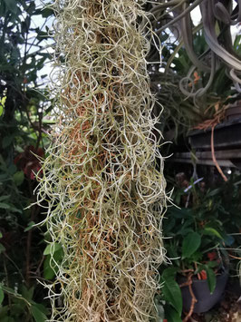 Tillandsia usneoides "Mini"