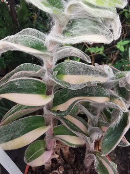 Tradescantia sillamontana variegata