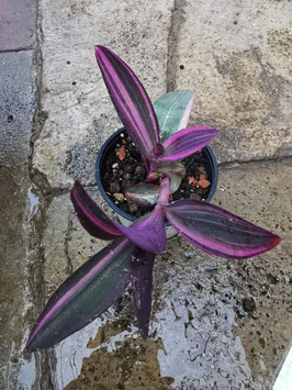 Tradescantia pallida variegata
