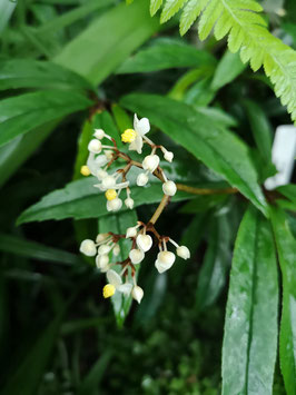 Begonia parilis