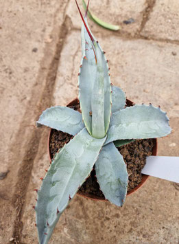 Agave franzosinii