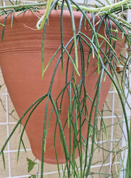Rhipsalis hileiabaiana