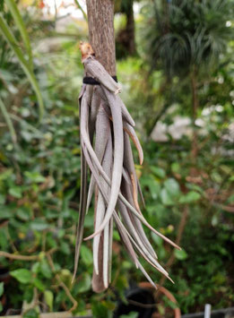 Tillandsia albertiana x ericii