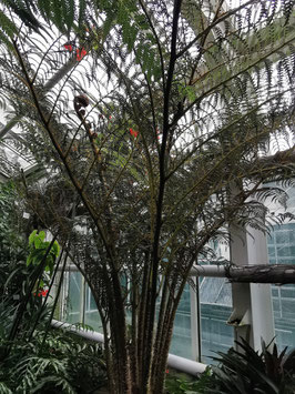 Cyathea (Sphaeropteris) cooperi "Highland Lace"