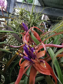Tillandsia rhodocephala