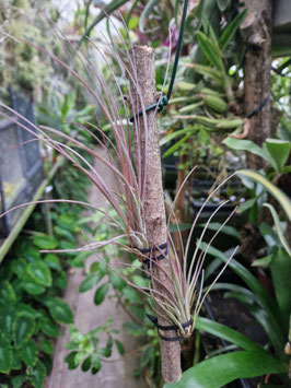 Tillandsia hammeri