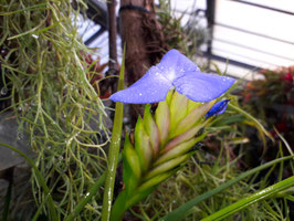 Tillandsia lindenii