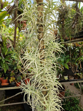 Tillandsia jequiensis