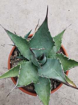 Agave parrasana x A. macroacantha "Blue Brian"
