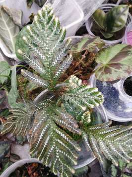 Selaginella picta