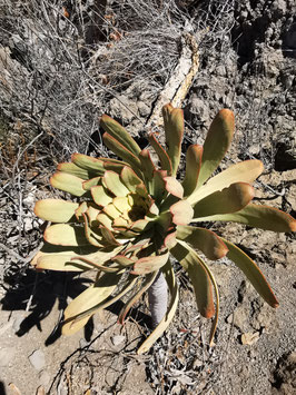 Aeonium pseudourbicum