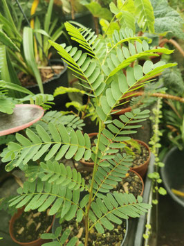 Albizia (Paraserianthes) lophantha?