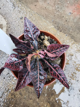 Euphorbia francoisii Hybride -schwarz mit roten Adern-