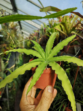 Fosterella penduliflora