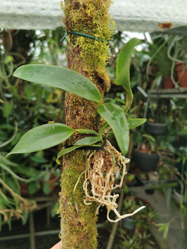 Cattleya "Leopard Lou Satay"