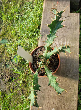 Euphorbia tortirama