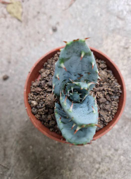 Aloe mitriformis ssp. comptonii