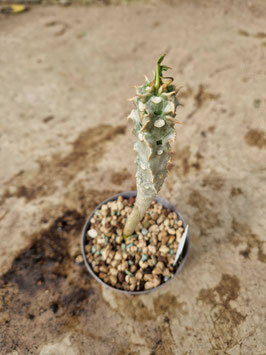 Euphorbia perrieri