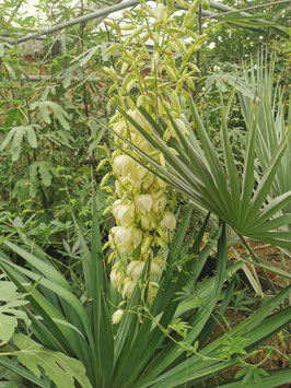 Yucca recurvifolia