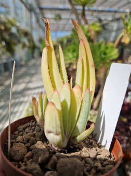 Aloe lineata var. muirii