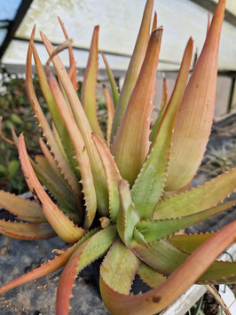 Aloe chabaudii