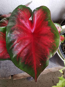 Caladium "Royal Flush"
