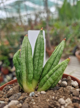 Sansevieria "Hedgehog"