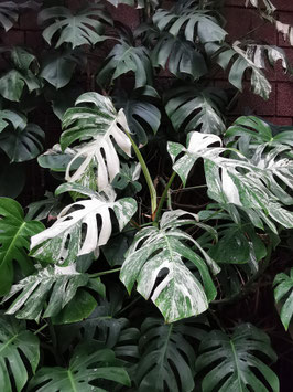 Monstera deliciosa "Thai Constellation"