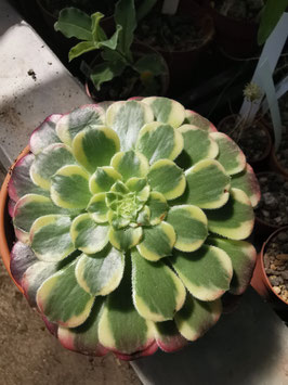 Aeonium "Morning Glow"