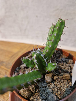 Euphorbia lydenburgensis var. minor