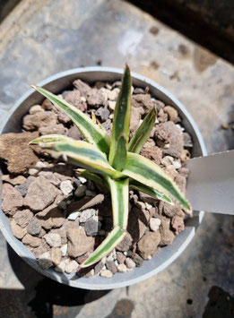 Agave victoria-reginae "Orion"