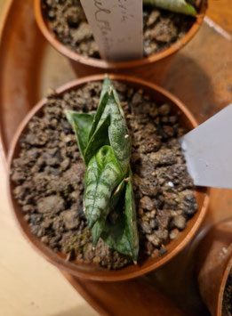 Sansevieria "Vienna"