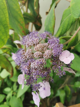 Hydrangea aspera "Anthony Bullivant"