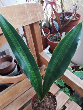 Sansevieria aubrytiana "Nite Lite"