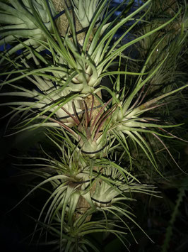 Tillandsia kegeliana