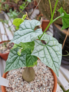 Gerrardanthus lobatus