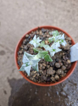 Crassula deltoidea
