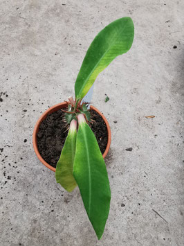 Euphorbia viguieri "Red Veins"