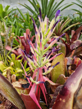Billbergia #8