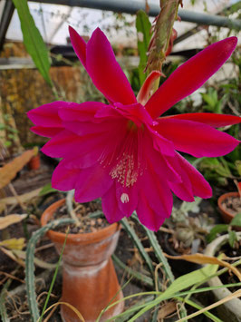 Epicactus "Down Hope"