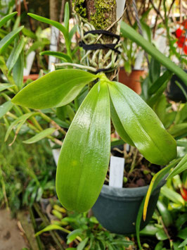 Phalaenopsis lueddemanniana