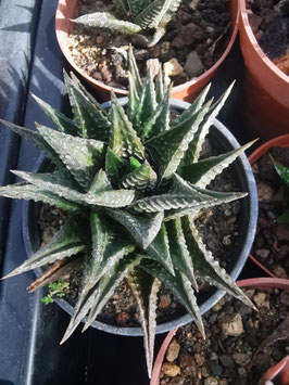 Haworthia limifolia cv. "Atillio"