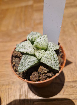 Haworthia picta "White Magic"
