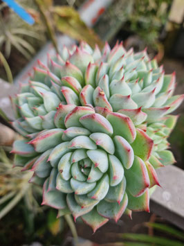 Echeveria colorata