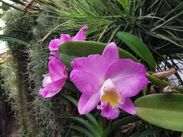 Cattleya loddigesii