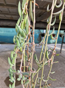 Senecio radicans